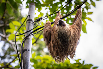 Two-toed sloth hanging from power lines in Tortuguero National Park, Costa Rica © Dagmar
