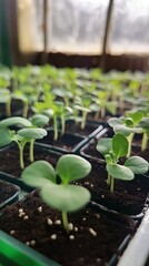 Close-up of Tiny Seedlings in a Greenhouse