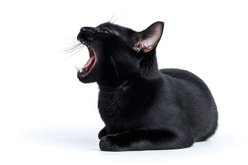 Black cat screaming with mouth isolated on white background
