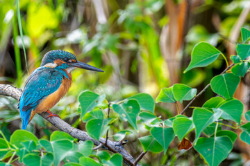 枝にとまるカワセミ