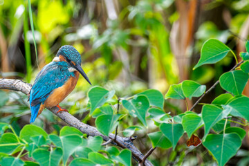 枝にとまるカワセミ