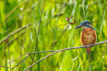 枝にとまるカワセミ