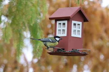 a bird in a feeder