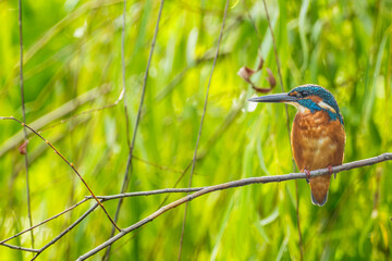 枝にとまるカワセミ