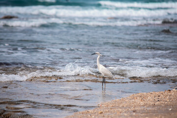 White bird wades in calm waves at coastal shoreline during sunny day