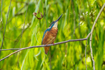 枝にとまるカワセミ