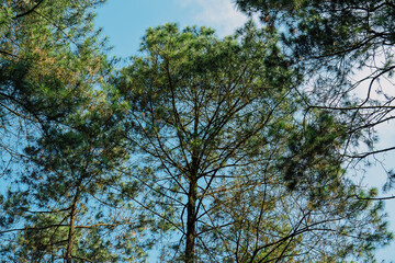 Nature's Tranquil Oasis: Step into the serene beauty of an untouched forest, where the air is crisp and the atmosphere exudes peace. Towering trees form a lush canopy, while gentle streams and vibrant