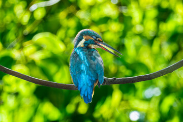 枝にとまるカワセミ