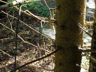 Spider webs on pine trees in a wild forest