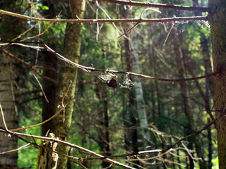 Spider webs on pine trees in a wild forest