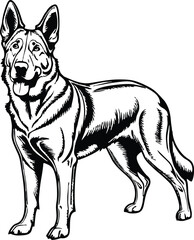 Belgian Malinois dog line vector illustration white background	