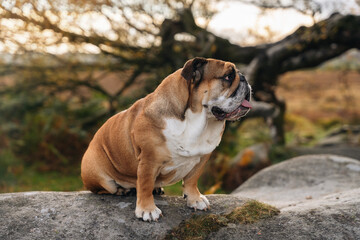 Bulldog sits on a rock enjoying the sunset in a peaceful outdoor setting
