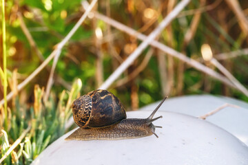 Snail exploring a rock in a vibrant garden during early morning hours
