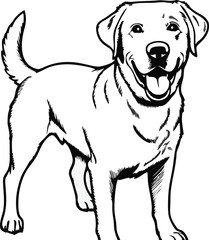 Labrador Retriever dog line vector illustration white background