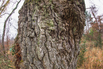Obraz premium écorce du vieux chêne majestueux dans la forêt