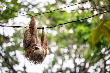 Two-toed sloth hanging from power lines in Tortuguero National Park, Costa Rica © Dagmar