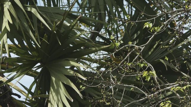 Black-naped Oriole Bird in Lush Palm Foliage, Cambodia, Low Angle View