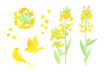 菜の花とカナリアの手描きイラスト