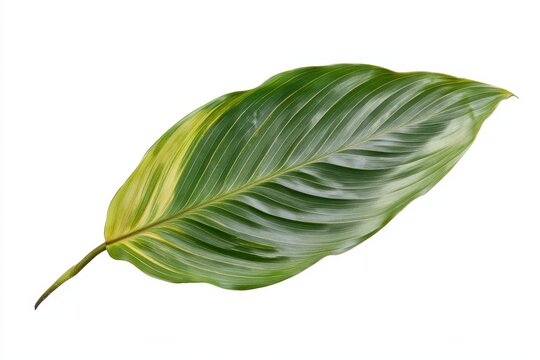 Lutea leaf of green Pampano Calathea