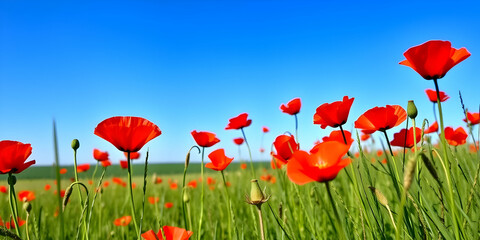 Obraz premium Vibrant red poppies, green field, blue sky, sunny day, close-up flowers, meadow landscape, wildflowers, nature photography, high contrast, vivid colors, summer scene, floral beauty, shallow depth 