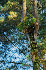 Fototapeta premium Nature's Tranquil Oasis: Step into the serene beauty of an untouched forest, where the air is crisp and the atmosphere exudes peace. Towering trees form a lush canopy, while gentle streams and vibrant