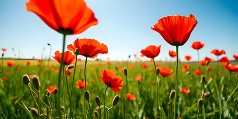 Fototapeta premium Vibrant red poppies, green field, blue sky, sunny day, close-up flowers, meadow landscape, wildflowers, nature photography, high contrast, vivid colors, summer scene, floral beauty, shallow depth 