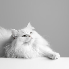 Fluffy white cat stretching on table against gray background, exuding calmness and elegance