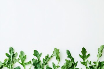 New arugula leaves on a white backdrop
