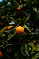 oranges on tree