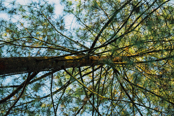 Fototapeta premium Nature's Tranquil Oasis: Step into the serene beauty of an untouched forest, where the air is crisp and the atmosphere exudes peace. Towering trees form a lush canopy, while gentle streams and vibrant