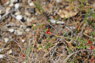 Needle sunrose seed head