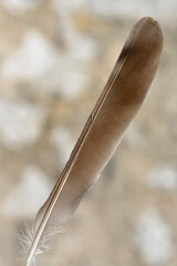 A brown feather with a fluffy lower part