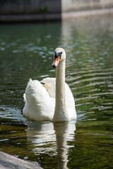 white swan swims through the clear water of a canal near a shore with green grass.