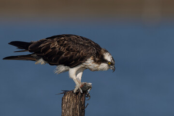 Bird of prey, Osprey (Pandion haliaetus) in the Sardinian marshes. Italy.