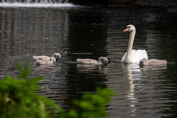 family of white swans with their young children swim through the clear water of a canal with a waterfall near the shore with green grass.