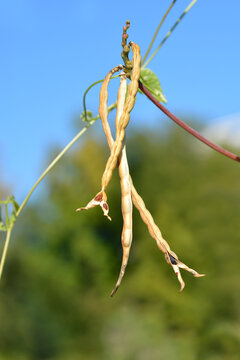 Catjang cowpea seed pods