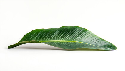 Fototapeta premium green leaves various tropical plants including monstera palm leaves