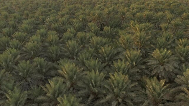 A group of palm trees in Saudi Arabia
