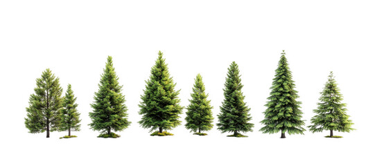 Obraz premium set of green trees isolated on transparency background, showcasing various coniferous species with lush foliage. These trees are perfect for nature themed designs or educational purposes