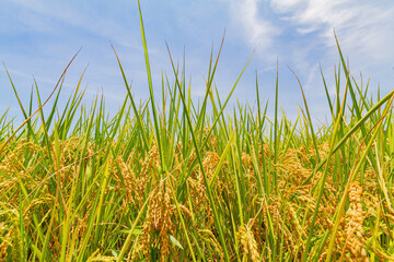 Close up shot of a mature paddy field