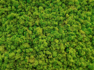 Top view of artificial green plant/moss texture background. Flat green grass texture background.