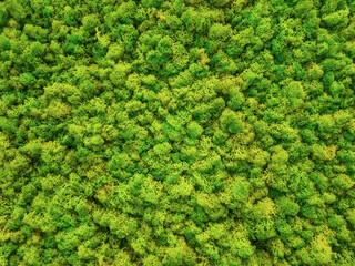 Top view of artificial green plant/moss texture background. Flat green grass texture background.