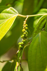 Beautiful Green Peppercorn Panicle