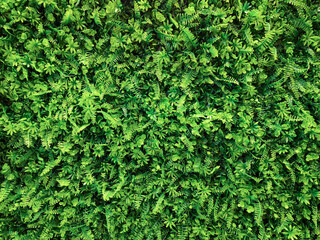 Top view of artificial green plant/moss texture background. Flat green grass texture background.