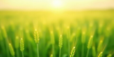 Obraz premium Golden Hour in a Verdant Wheat Field, Sunlight Illuminating the Stalks