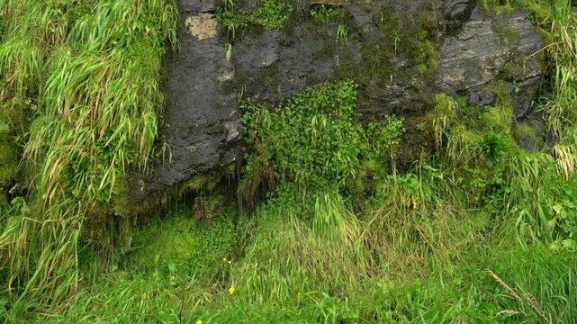 Water running down a lush green rock 