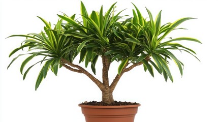 Obraz premium Dracaena plant, pot, tree, leaf, nature, houseplant, isolated, flower, palm, potted, ficus, growth, botany, decoration, flowerpot, flora, tropical, leaves, branch, gardening, home, garden, yucca, hous