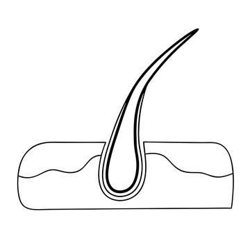hair follicle black and white diagram clip art preview