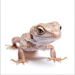 Fototapeta premium Lizard (Gecko, Iguana) isolated on white background. 