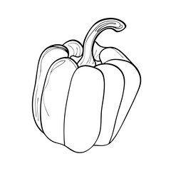 Bell Pepper. Vector Line Art Illustration